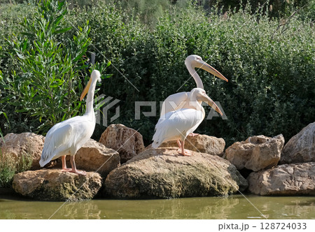 Three Pelicans on the shore of a pond (Lat.- Pelecanus) 128724033