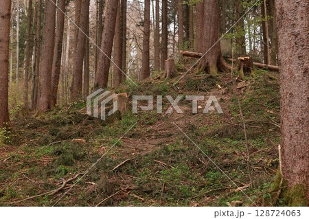 A forest with a lot of dead trees and a few stumps 128724063