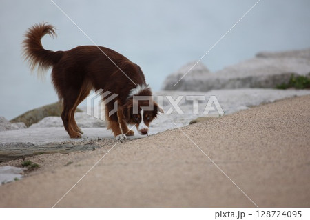 Brown and white dog is sniffing the ground Brown and white dog is sniffing the ground 128724095