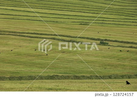 A field of grass with a few birds flying around 128724157
