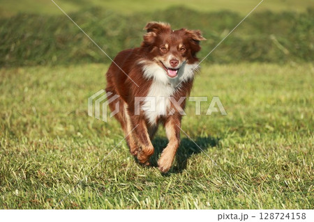 A brown and white dog is running in a grassy field 128724158