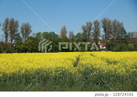 Field of yellow flowers with a blue sky in the background 128724191