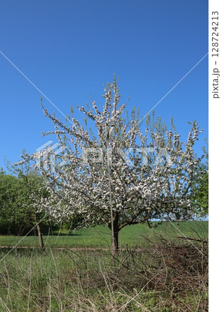 Tree with many blossoms is in a field with a blue sky 128724213