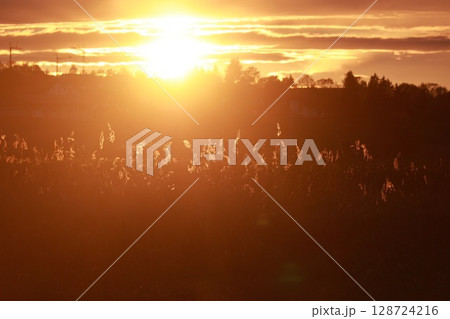 Field of tall grass with the sun shining brightly in the background Field of tall grass with the sun shining brightly in the background 128724216