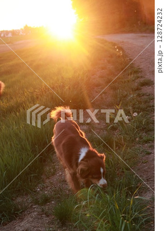 Dog is walking in a field with the sun shining on it Dog is walking in a field with the sun shining on it 128724232