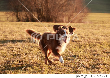 Two dogs are running in a field, one of which is brown and white 128724271