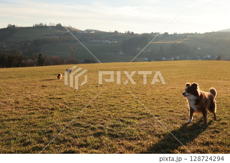 Dog is standing in a field with two other dogs running around it 128724294