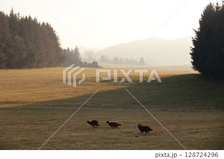 Three turkeys are running across a field Three turkeys are running across a field 128724296