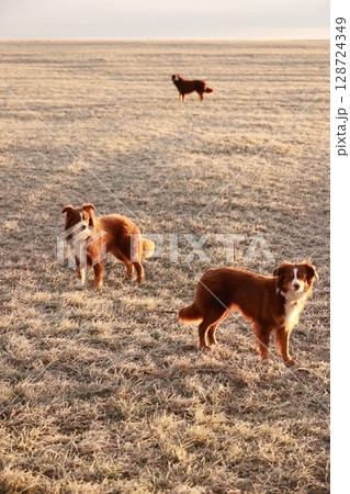 Two dogs standing in a field with a third dog in the background 128724349