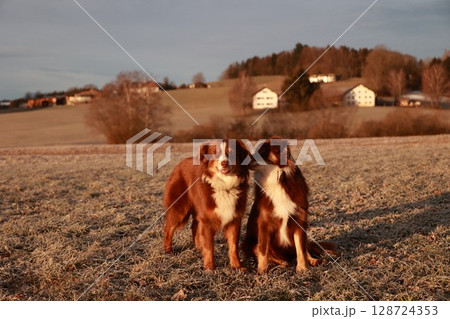 Two dogs standing in a field with a house in the background Two dogs standing in a field with a house in the background 128724353