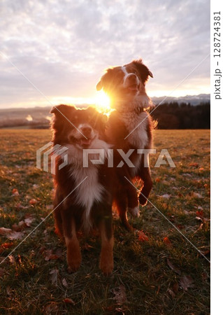 Two dogs are standing in a field with the sun shining on them Two dogs are standing in a field with the sun shining on them 128724381