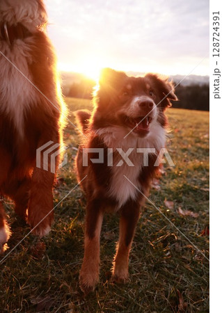 Dog is standing in a field with its tongue out and its head turned to the side 128724391