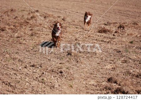 Two dogs running in a field of dirt 128724417