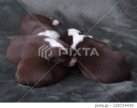 Three puppies are sleeping on a black blanket 128724430