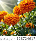 Bright orange flowers blooming in a sunlit garden during springtime 128724617