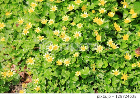 群生　ヒメリュウキンカの花 128724638