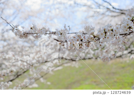 ソメイヨシノの花 満開 ソメイヨシノの花 満開 128724639