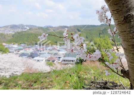 ソメイヨシノの花 満開 ソメイヨシノの花 満開 128724642
