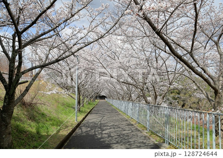 ソメイヨシノの花　桜並木 128724644