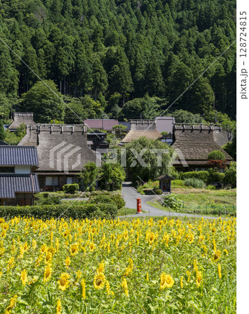 満開のヒマワリ畑と美山かやぶきの里 128724815