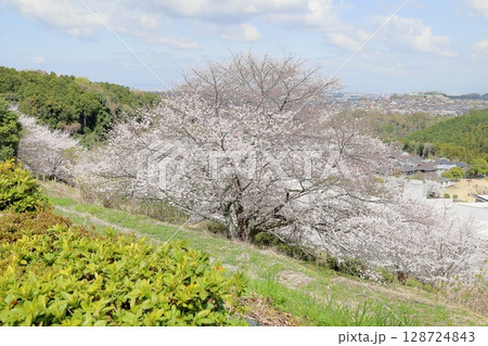 爽やか ソメイヨシノの花 爽やか ソメイヨシノの花 128724843