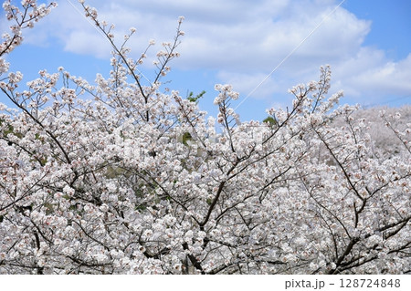 爽やか　ソメイヨシノの花　満開 128724848