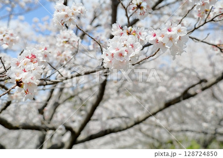 爽やか ソメイヨシノの花 満開 爽やか ソメイヨシノの花 満開 128724850