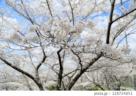 爽やか　ソメイヨシノの花　満開 128724851