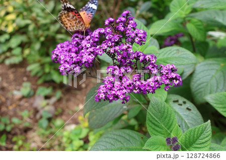 ヘリオトロープの花に止まるちょうちょ ヘリオトロープの花に止まるちょうちょ 128724866