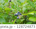 たくさん実ったブルーベリー 128724873