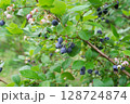 たくさん実ったブルーベリー 128724874