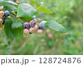 たくさん実ったブルーベリー 128724876