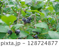 たくさん実ったブルーベリー 128724877