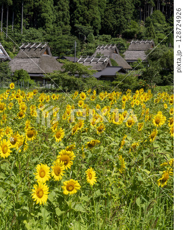 美山かやぶきの里のヒマワリ畑 美山かやぶきの里のヒマワリ畑 128724926