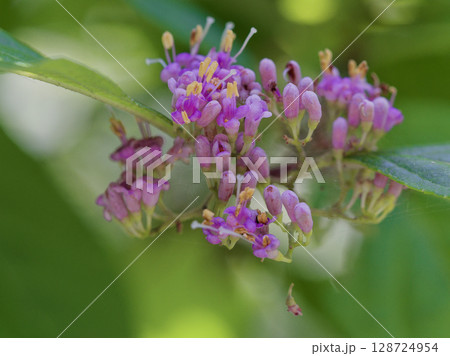 シソ科の落葉広葉低木 ムラサキシキブの花 シソ科の落葉広葉低木 ムラサキシキブの花 128724954