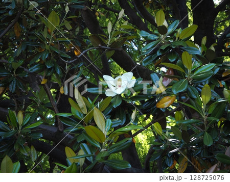 タイサンボク 128725076