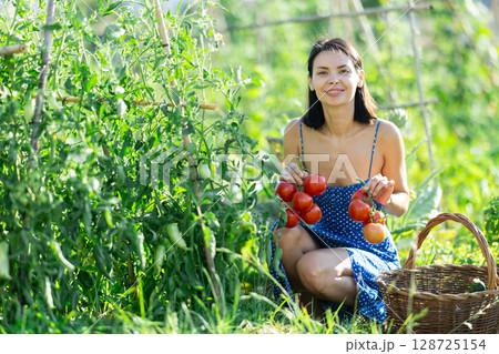 Adult woman with tomato harvest in cottage garden Adult woman with tomato harvest in cottage garden 128725154