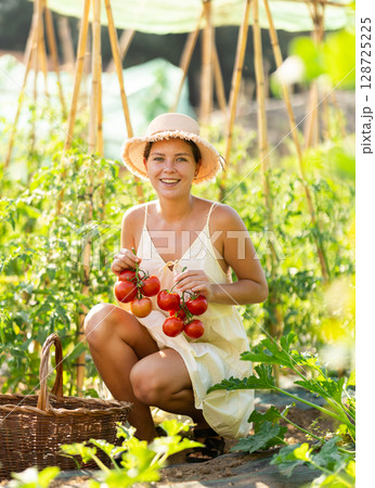 Young woman is working in garden between beds, picking ripe red tomatoes Young woman is working in garden between beds, picking ripe red tomatoes 128725225