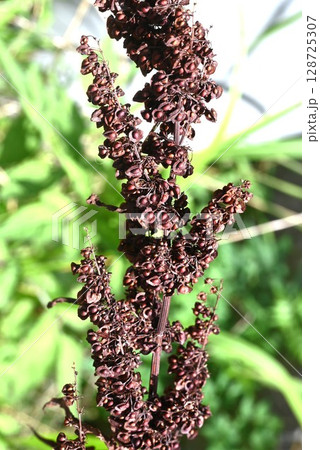 ギシギシの果実・痩果 128725307