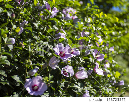 美山かやぶきの里に咲くムクゲの花 128725375