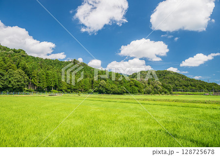 のどかな田園風景 奥琵琶湖 滋賀県長浜市西浅井町大浦 のどかな田園風景 奥琵琶湖 滋賀県長浜市西浅井町大浦 128725678