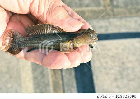 涸沼で釣れたダボハゼ 涸沼で釣れたダボハゼ 128725699