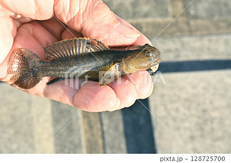 涸沼で釣れたダボハゼ 128725700