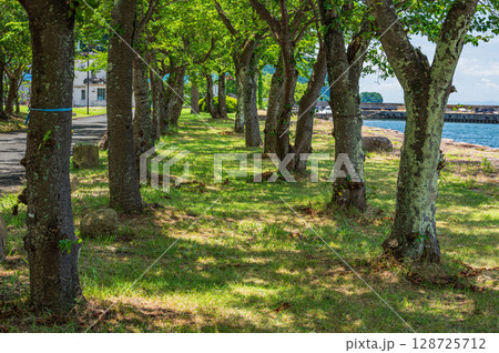 奥琵琶湖風景　滋賀県長浜市西浅井町大浦 128725712