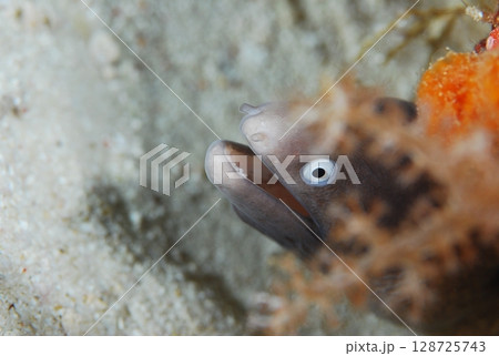 ウツボのひょっこり 128725743