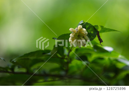 エゴノネコアシ 128725896