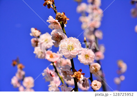 うめ 春告草 ソシンロウバイ 128725952