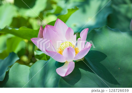 大きな葉と淡い桃色が美しい蓮の花 128726039