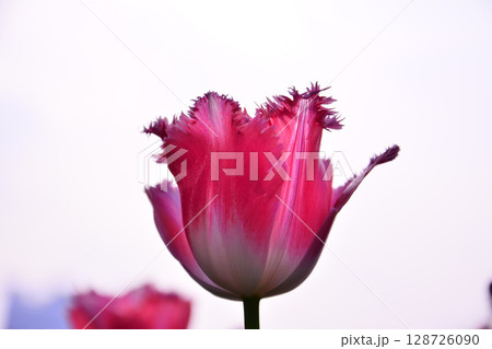 花 フラワー お花 128726090