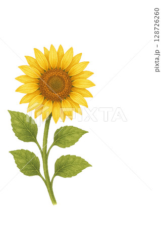 大輪ひまわり一輪イラスト素材 128726260